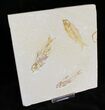 Multiple Knightia Fossil Fish Plate - x #21437-2